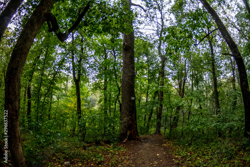 beautiful green forest