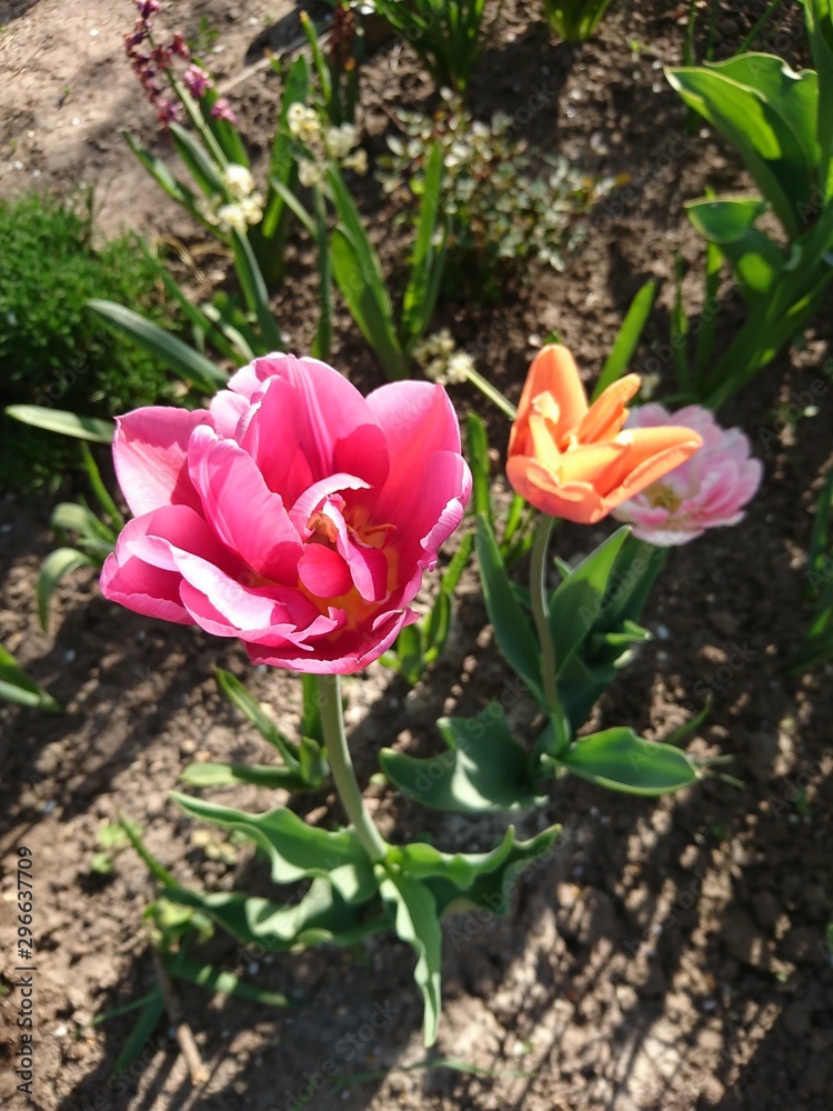 Red tulips blossom bloom in spring park landscape. Tulips garden in spring russian park. Tulip festival in Saint-Petersburg, Russia. Red tulips flowers in spring park Red tulips blossom bloom in spring park landscape. Tulips garden in spring russian park. Tulip festival in Saint-Petersburg, Russia. Red tulips flowers in spring park