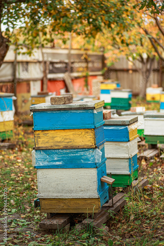 Apiary with wooden old beehives in fall. Preparing bees for wintering. Autumn flight of bees before frosts. Warm weather in apiary in fall. Apiary with wooden old beehives in fall. Preparing bees for wintering. Autumn flight of bees before frosts. Warm weather in apiary in fall.