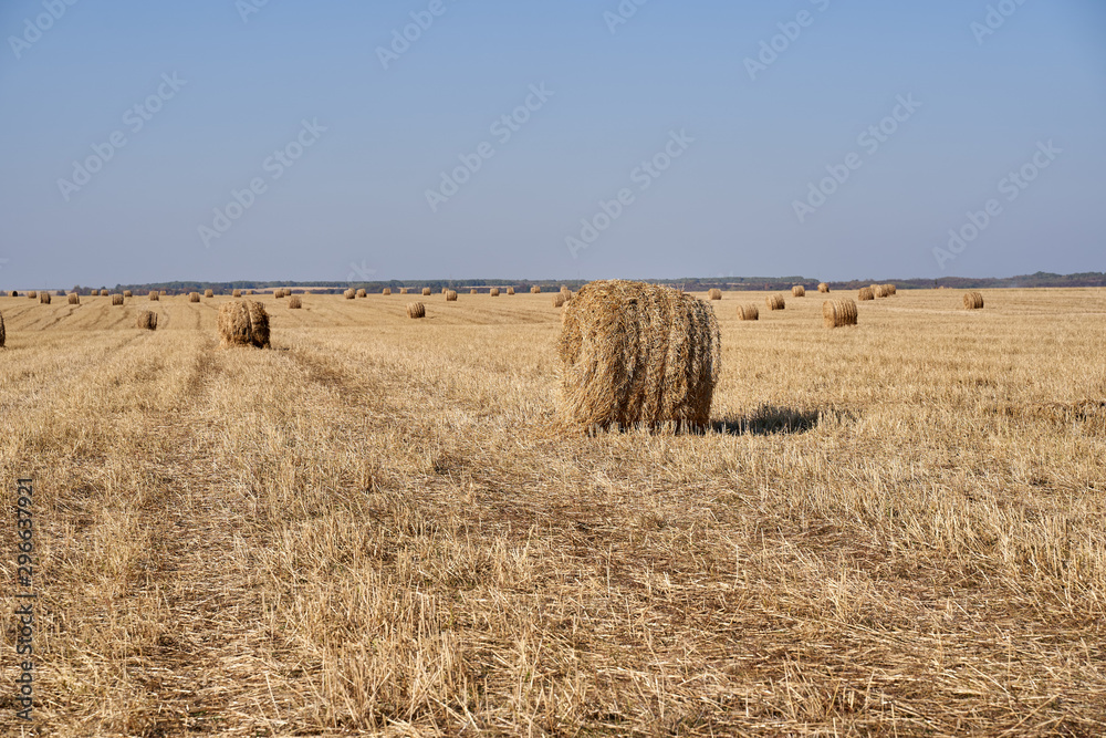 Fototapeta premium Hay bales in a field