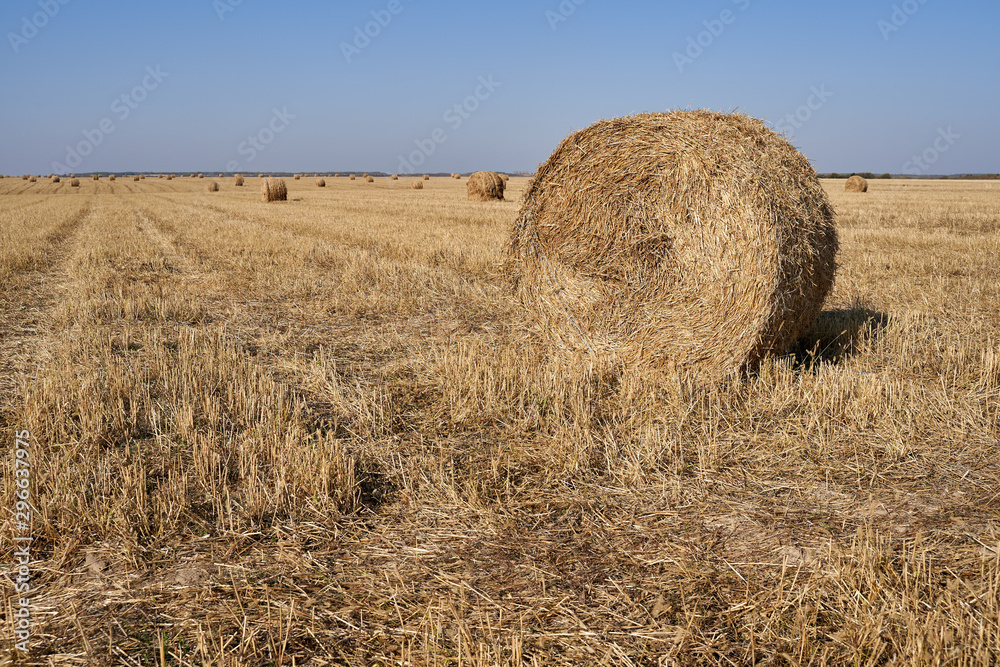 Hay bales in a field