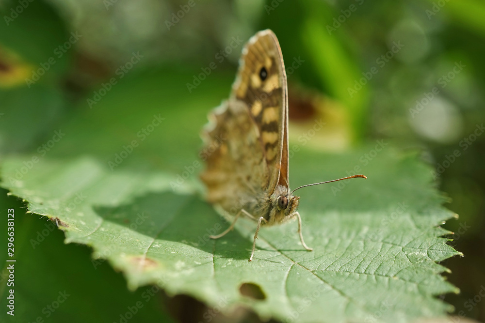 Obraz premium Schmetterlinge Deutschlands - Waldbrettspiel