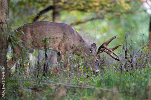 A buck whitetail deer feeding in weeds.