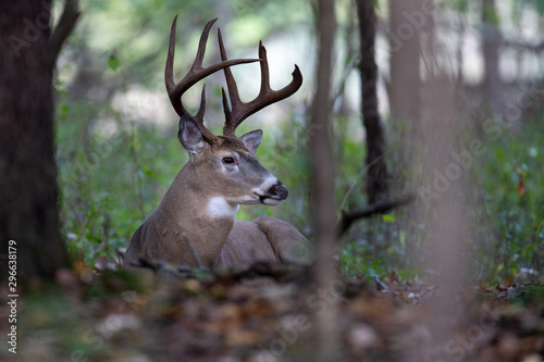 A buck whitetail deer bedded in the woods. © Daniel Teetor