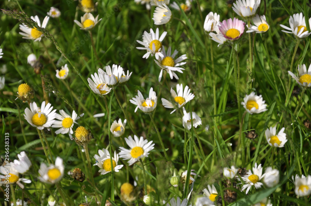 Fototapeta premium Marguerite blooms in nature (Bellis)