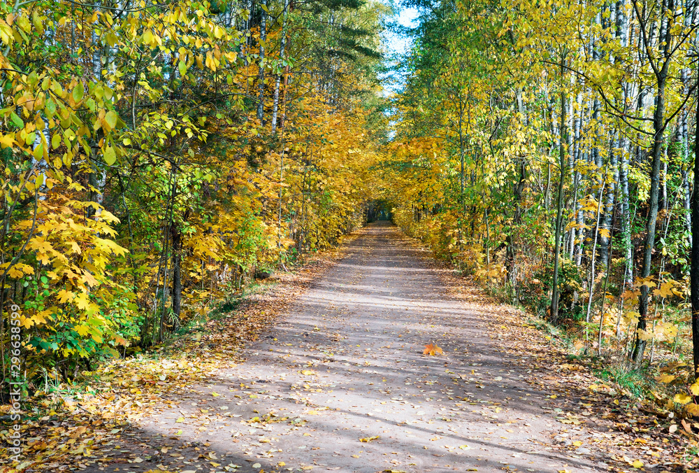 Obraz premium Long the shadows on the forest road outgoing in distance. Autumn landscape.