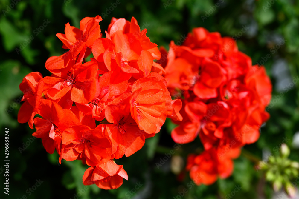 Red geranium flowers in center detail.