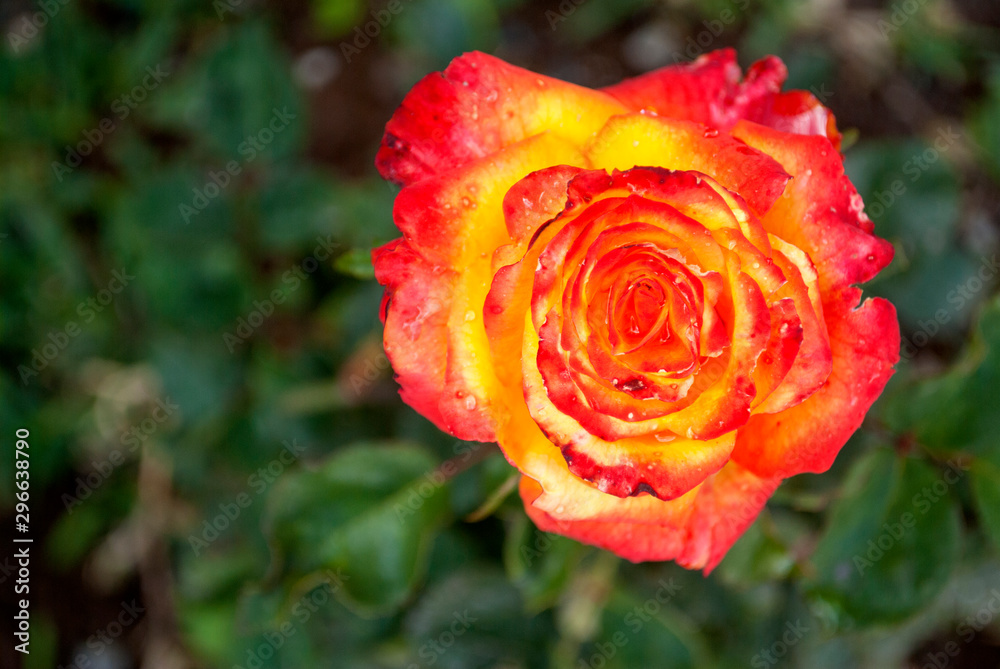 Rose with yellow and orange mixture in the Latin American outdoor garden, aromatic onamental plant Rose with yellow and orange mixture in the Latin American outdoor garden, aromatic onamental plant