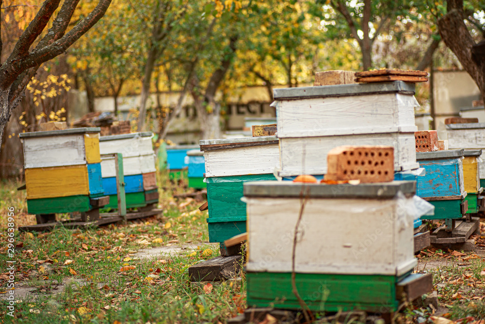 Apiary with wooden old beehives in fall. Preparing bees for wintering. Autumn flight of bees before frosts. Warm weather in apiary in fall. Apiary with wooden old beehives in fall. Preparing bees for wintering. Autumn flight of bees before frosts. Warm weather in apiary in fall.