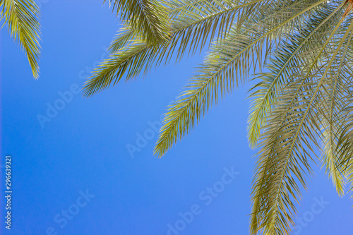 palm tree leave blue sky background tropic nature view  empty copy space 