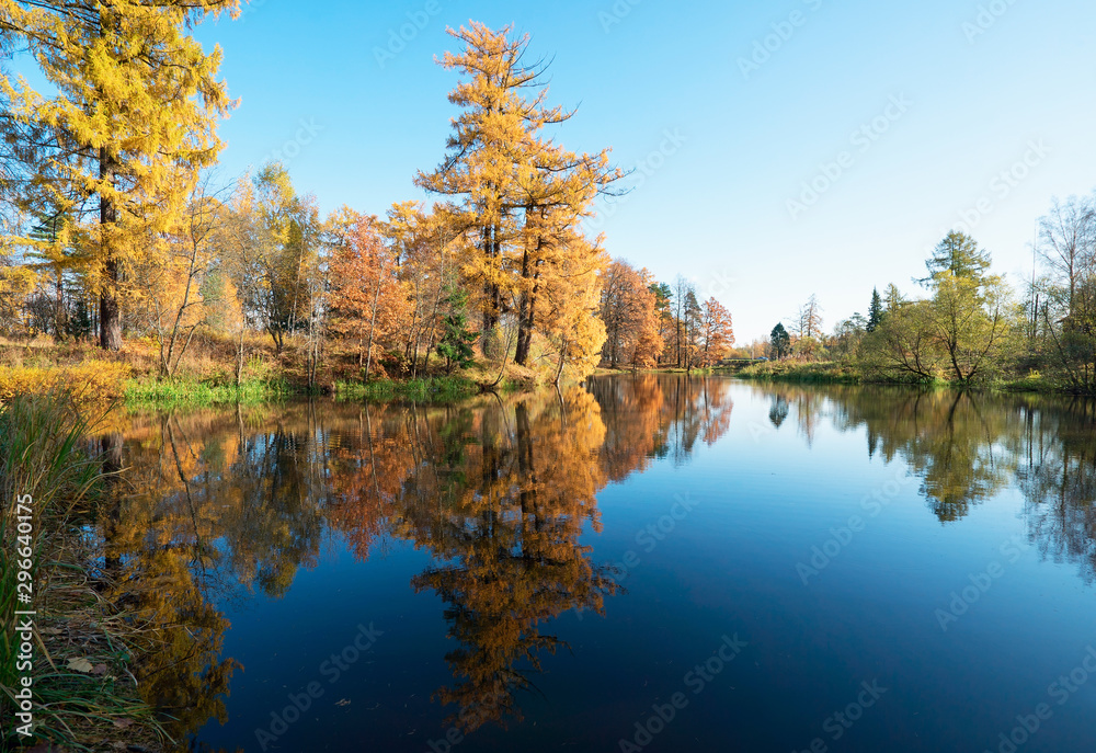 Picturesque autumn landscape. Yellow trees are reflected in the water of a small pond .