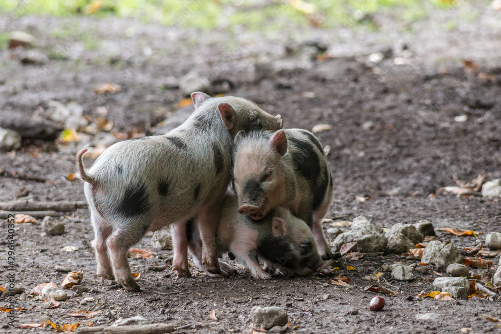 Hanging bellied pig babies play in the mud Hanging bellied pig babies play in the mud