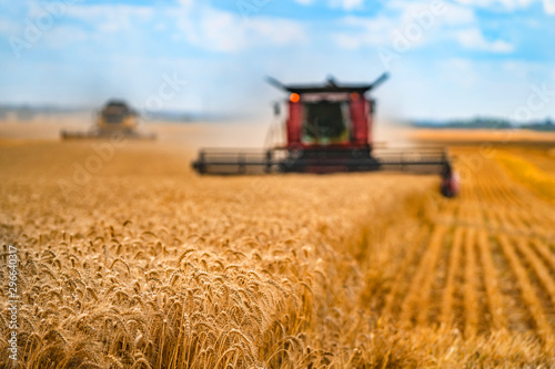 Corn in field closeup. Red grain harvesting combine in a sunny day in a blurred background . Yellow field with grain. Agricultural technic works in field. photo