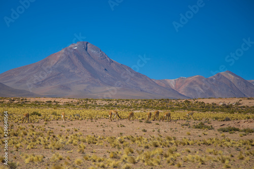 The Vigogne on the Bolivian plateau