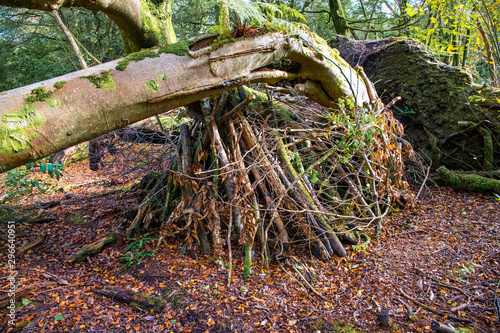 Fototapeta Naklejka Na Ścianę i Meble -  An abandoned woodland den made from branches and the roots of a fallen tree