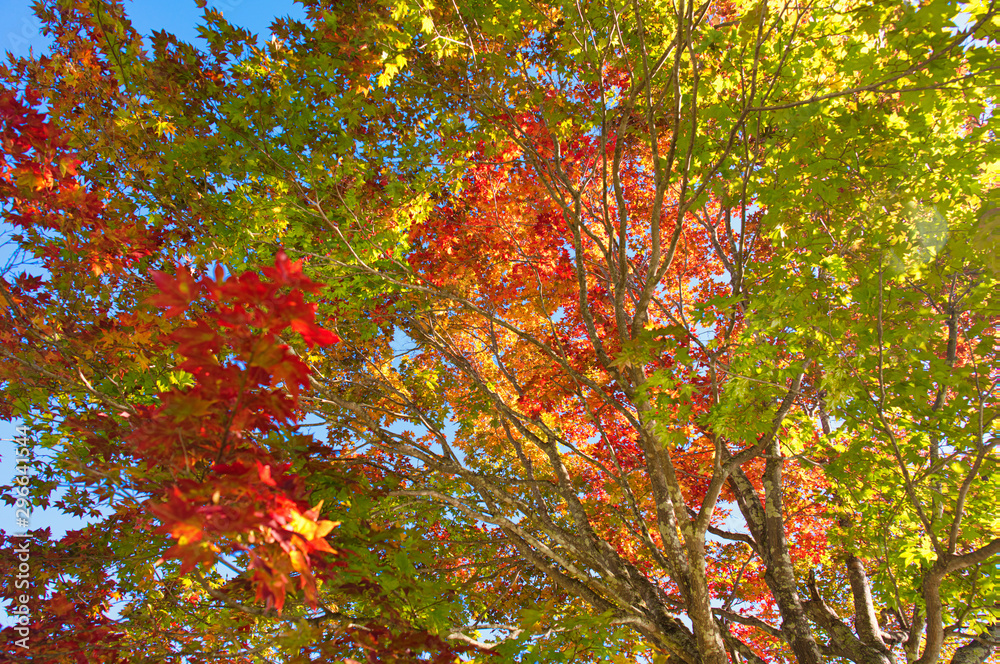 紅葉 紅葉