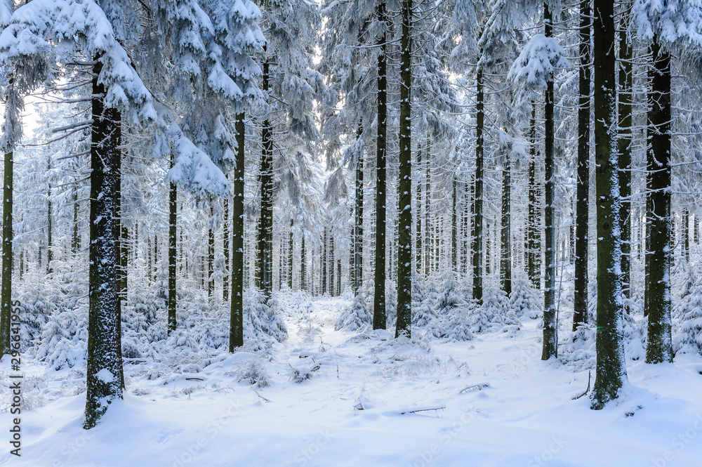Fototapeta premium Verschneite Bäume auf dem Feldberg