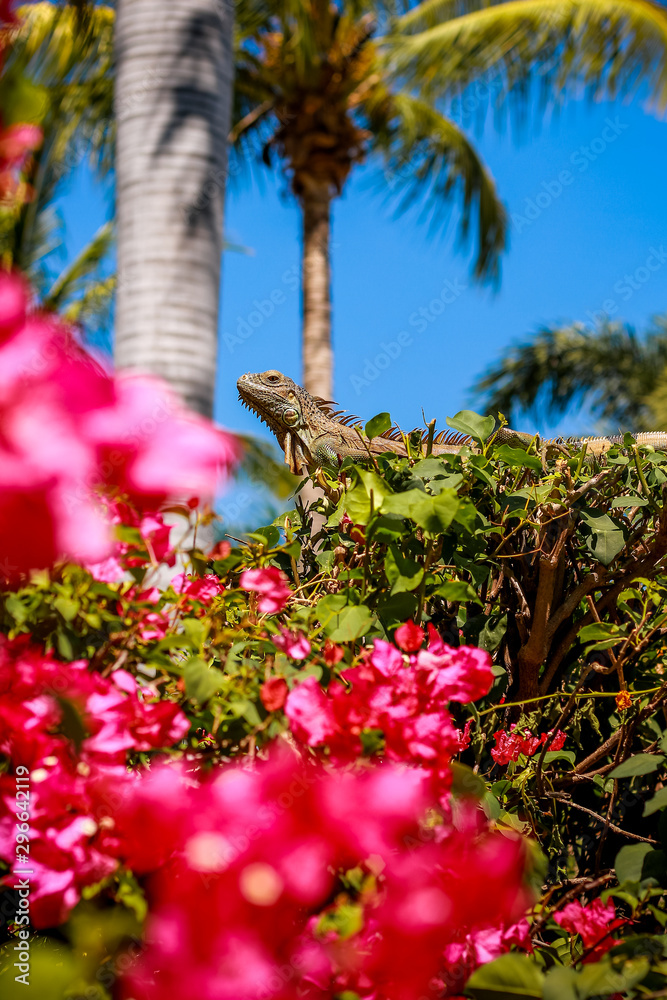 iguana in the flowers iguana in the flowers