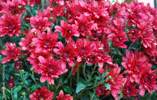 many shallow red chrysanthemums © svetlana177