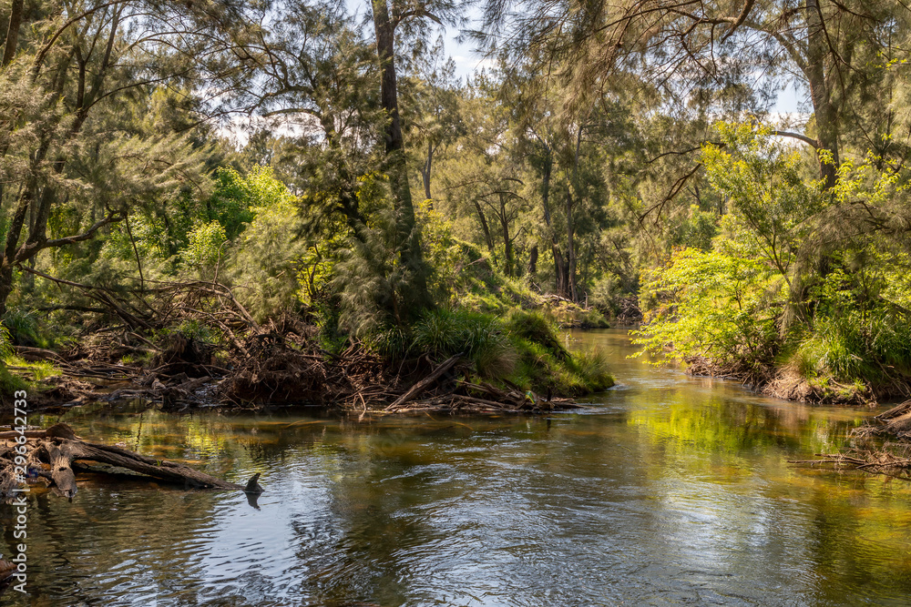 A creek running through a forest of green trees in the sunshine. A creek running through a forest of green trees in the sunshine.
