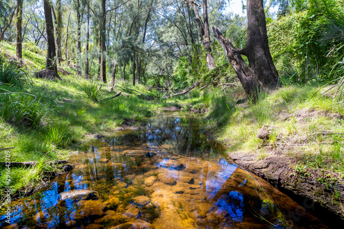 A creek running through a forest of green trees in the sunshine.