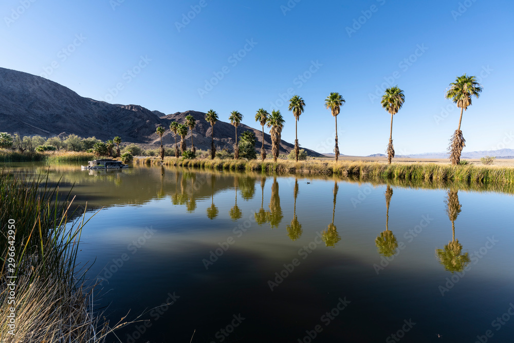 Afternoon view of palm trees at Soda Springs pond in the Mojave desert near Zzyzx, California.  