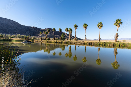 Afternoon view of palm tree...