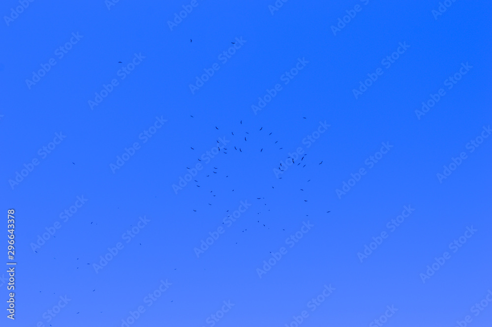 Eagles flying in the sky Eagles flying in the sky