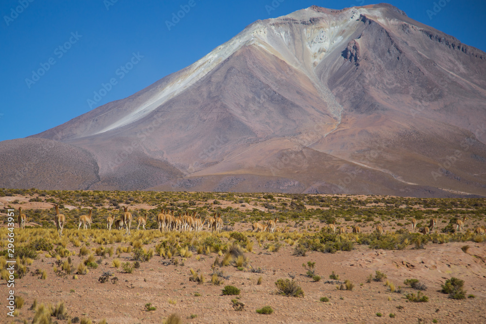 The Vigogne on the Bolivian plateau
