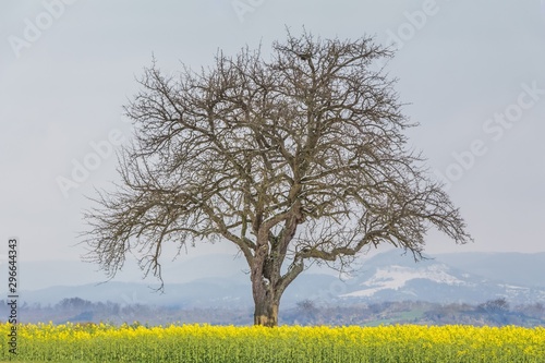 Climate change scene of winter tree in spring summer landscape. Global warming weather with single big tree in nature. Artificial ecology scene shows cold snowy branches and warm rapeseed at bottom