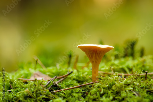 Close-up of a mushroom photo