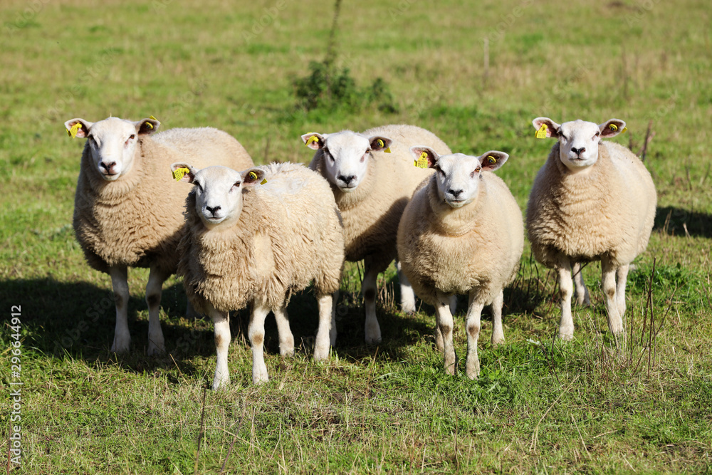 Small flock of sheep looking towards the camera Small flock of sheep looking towards the camera