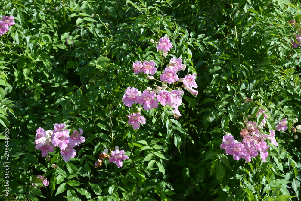 Pink trumpet flower, Bignonia rosado, also known as Podranea ricasoliana.  Flowers and buds on the vine in a Mediterranean garden