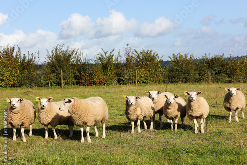 Small flock of sheep on a grass field