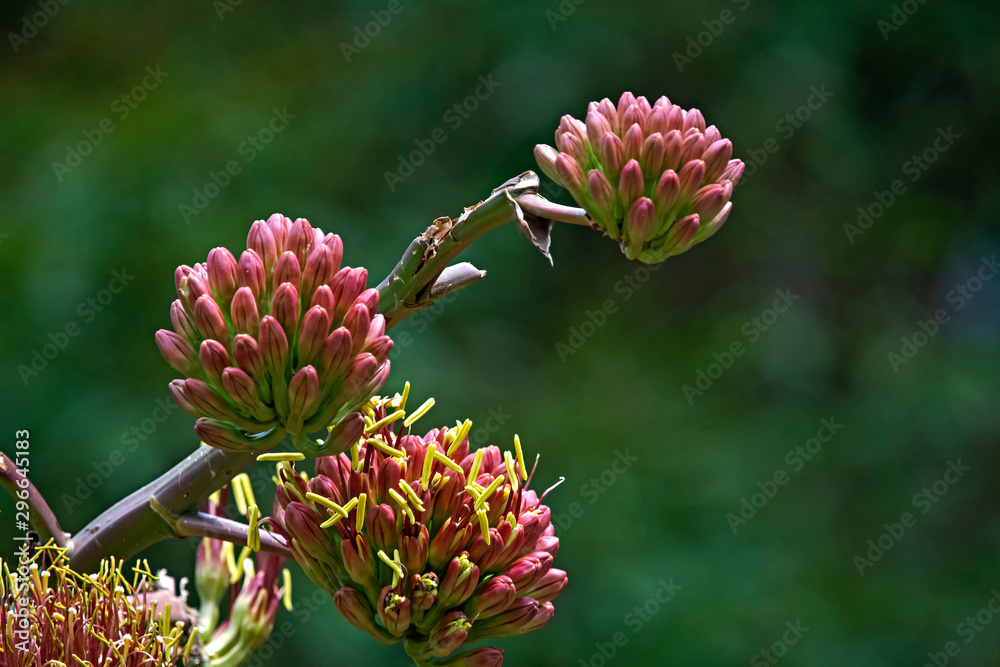 Big red and yellow succulent flower Big red and yellow succulent flower