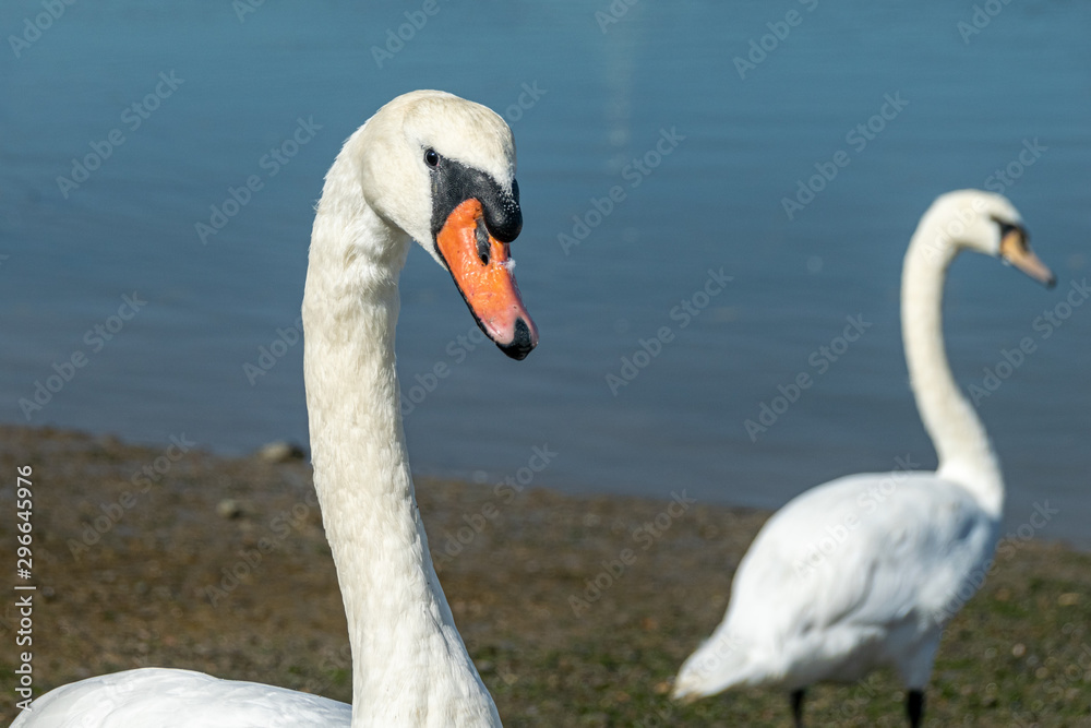 Mute swans (cygnus olor) on the River Crouch at South Woodham Ferrers, Essex, UK Mute swans (cygnus olor) on the River Crouch at South Woodham Ferrers, Essex, UK