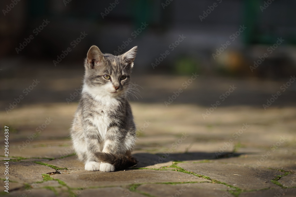 Beautiful ashen kitten sits on a stone road, bright sunlight and shadow.