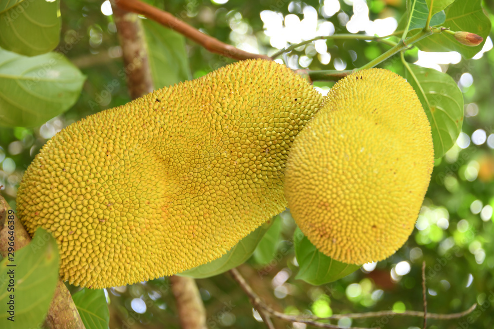 Jackfrucht Jackfruit Jack Frucht vegan veganes Essen vegetarisch Fruchtfleisch Fleischalternative Ballastst Ballaststoffquelle Fleischersatz Jackfrucht Jackfruit Jack Frucht vegan veganes Essen vegetarisch Fruchtfleisch Fleischalternative Ballastst Ballaststoffquelle Fleischersatz