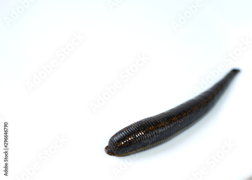 hirudotherapy, medical leech on a white background