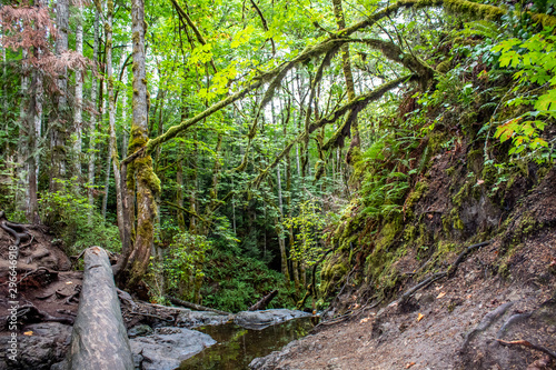 Waterfall in the Forest