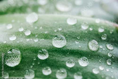 Close up of water drops on green succulent's leaves
