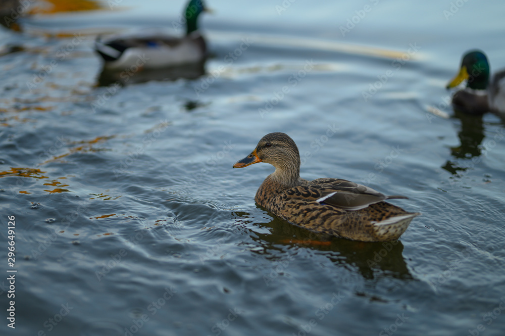 Obraz premium ducks swim in the lake. in the park