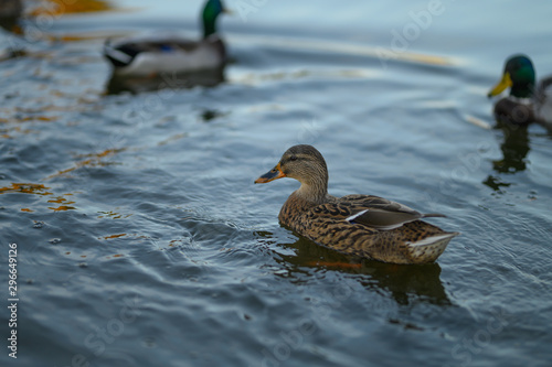 ducks swim in the lake. in the park