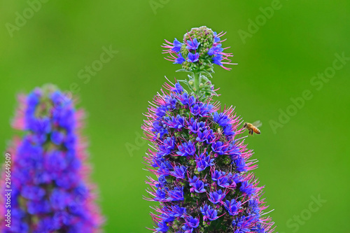 Pride of Madeira -  purple flower and bee in green background