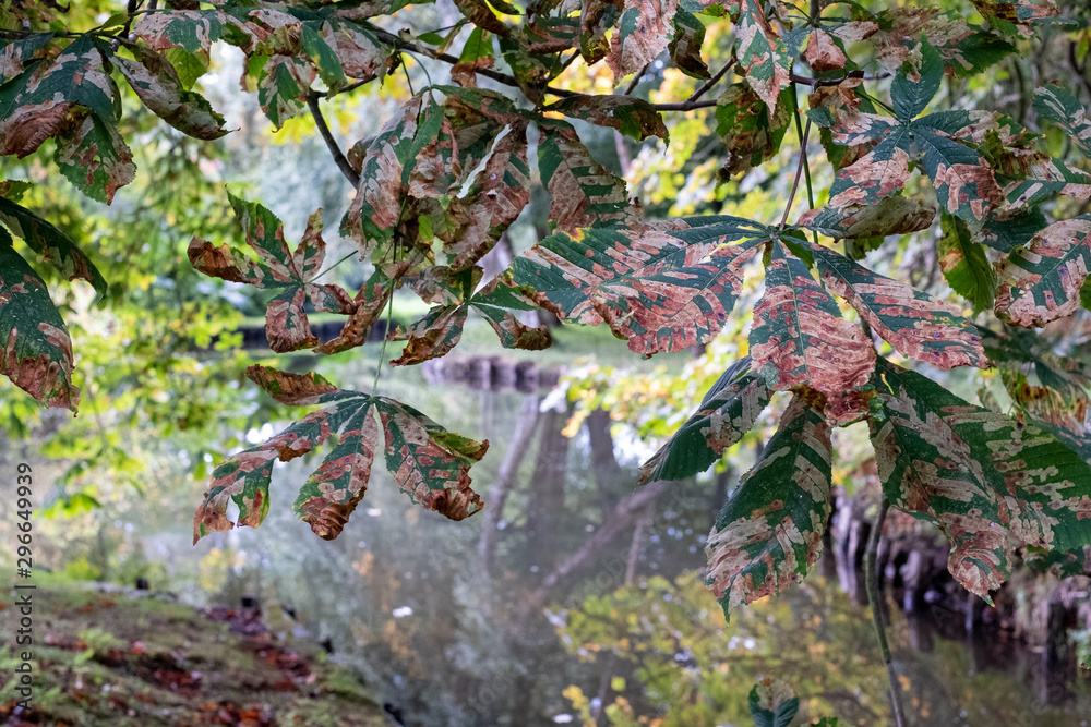 Leaves of the horse chestnut tree turning colour in autumn, photographed in woodlands near Maidstone in Kent UK. 