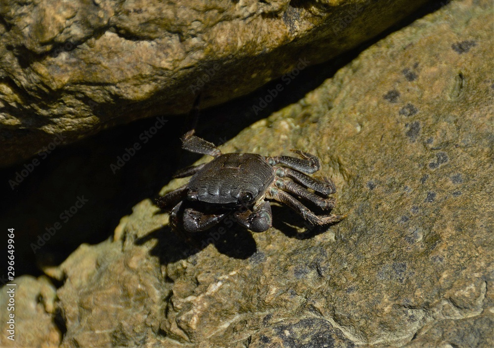a Brachyura crab on a stone