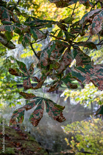 Leaves of the horse chestnut tree turning colour in autumn, photographed in woodlands near Maidstone in Kent UK.  photo