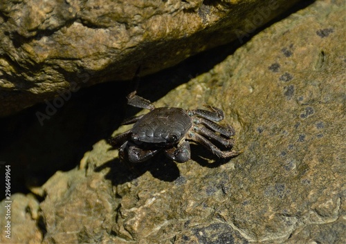 a Brachyura crab on a stone