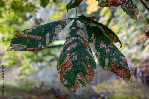 Leaves of the horse chestnut tree turning colour in autumn, photographed in woodlands near Maidstone in Kent UK.  photo