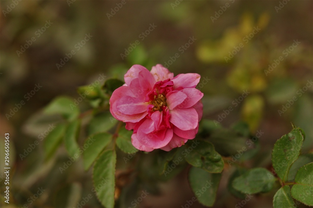 Pink Flower